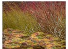 Val Glenny_autumn breeze.jpg : grasses, green wall